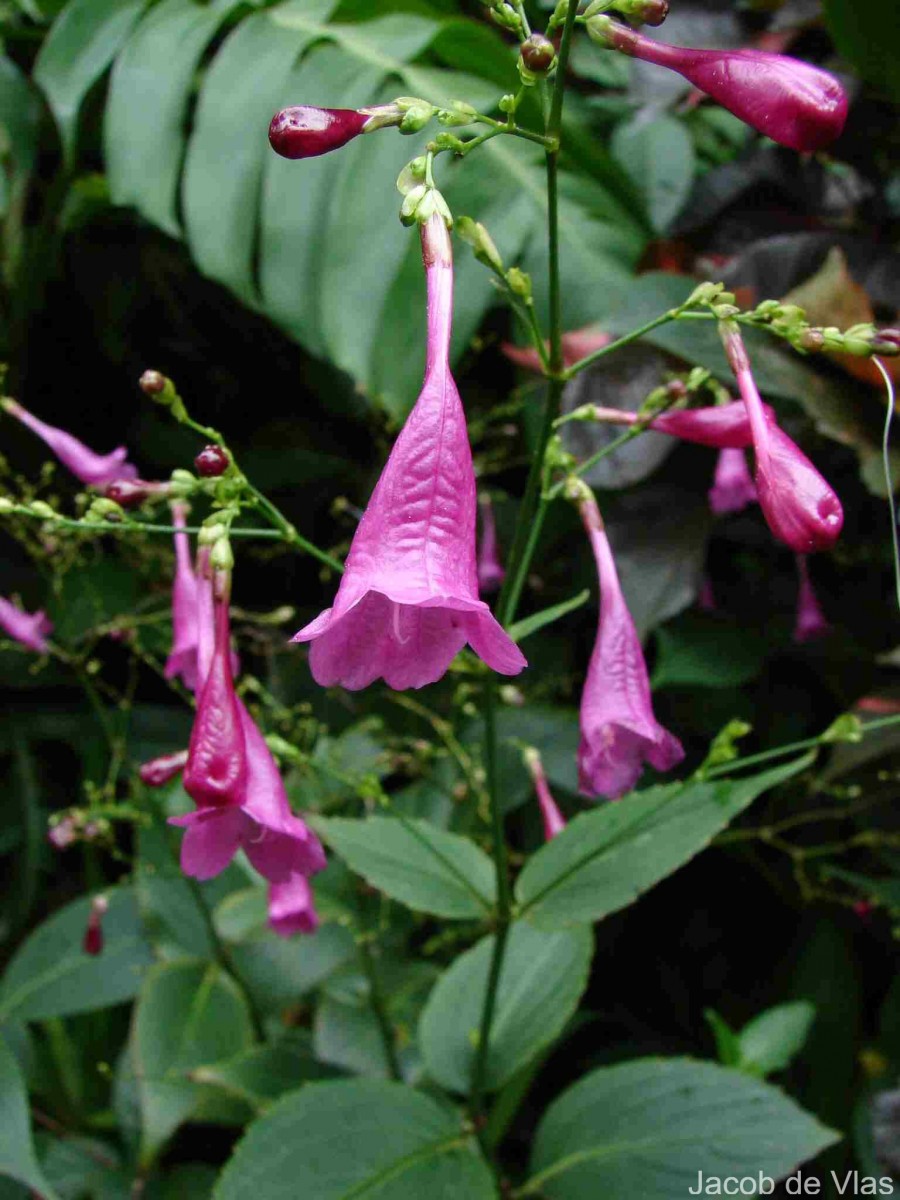 Strobilanthes hamiltoniana (Steud.) Bosser & Heine